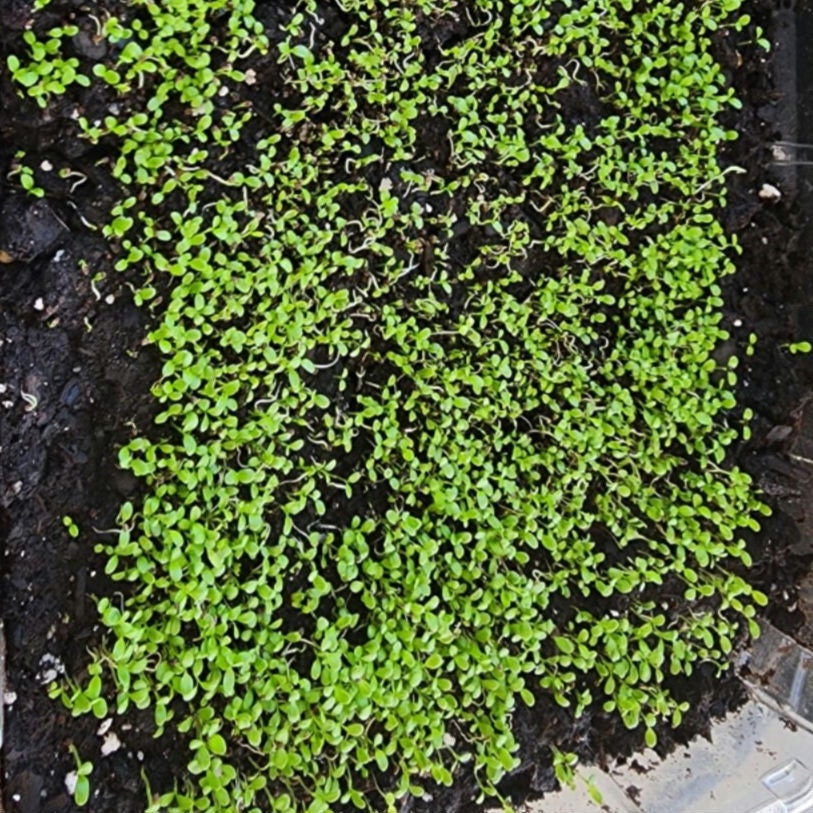 Vietnamese Culantro Seeds (Ngo Gai) – Non-GMO, Bold Flavor Herb