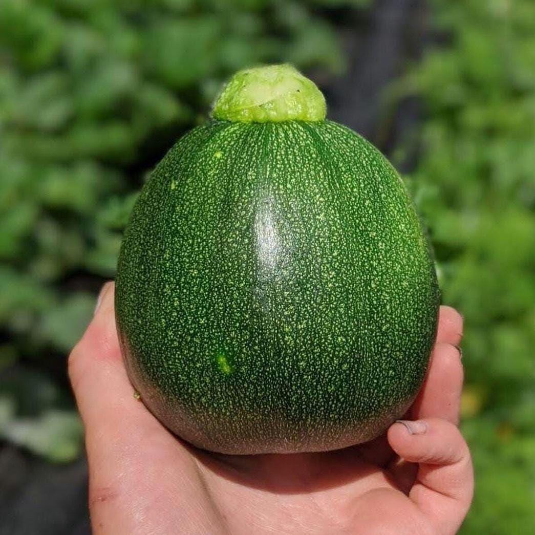 Rare Heirloom Round Zucchini Seeds, Heat-Tolerant and Disease-Resistant, Fast Growing and High Yield, Easy to Grow, Bí ngòi tròn