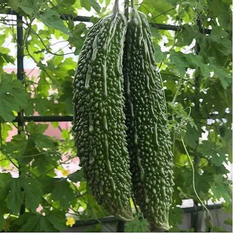 Indian Bitter Melon Gourd Seeds, Non-GMO Heirloom Bitter Melon Seeds