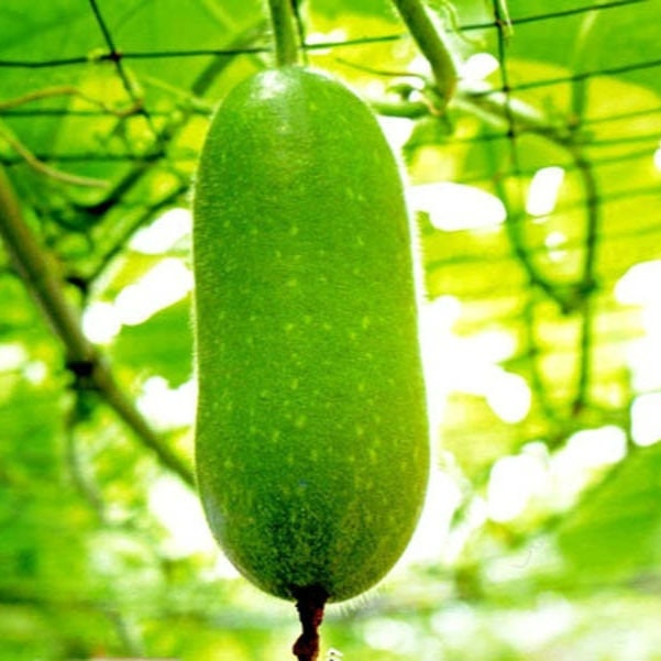 Winter Melon Seeds – Hairy Gourd, High Germination Heirloom Vegetable – Easy-to-Grow Tropical Gourd for Soups, Stews and Stir-Fries