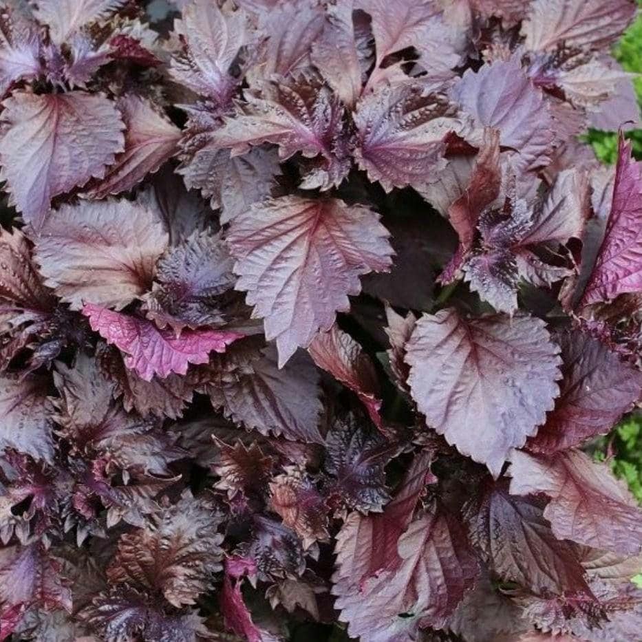 Purple Shiso Seeds, Japanese Basil, Beefsteak Herb