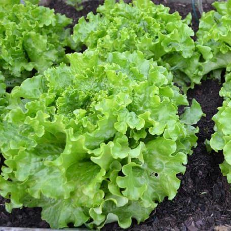 Oakleaf Lettuce Seeds - Heirloom, Non-GMO, Heat-Tolerant