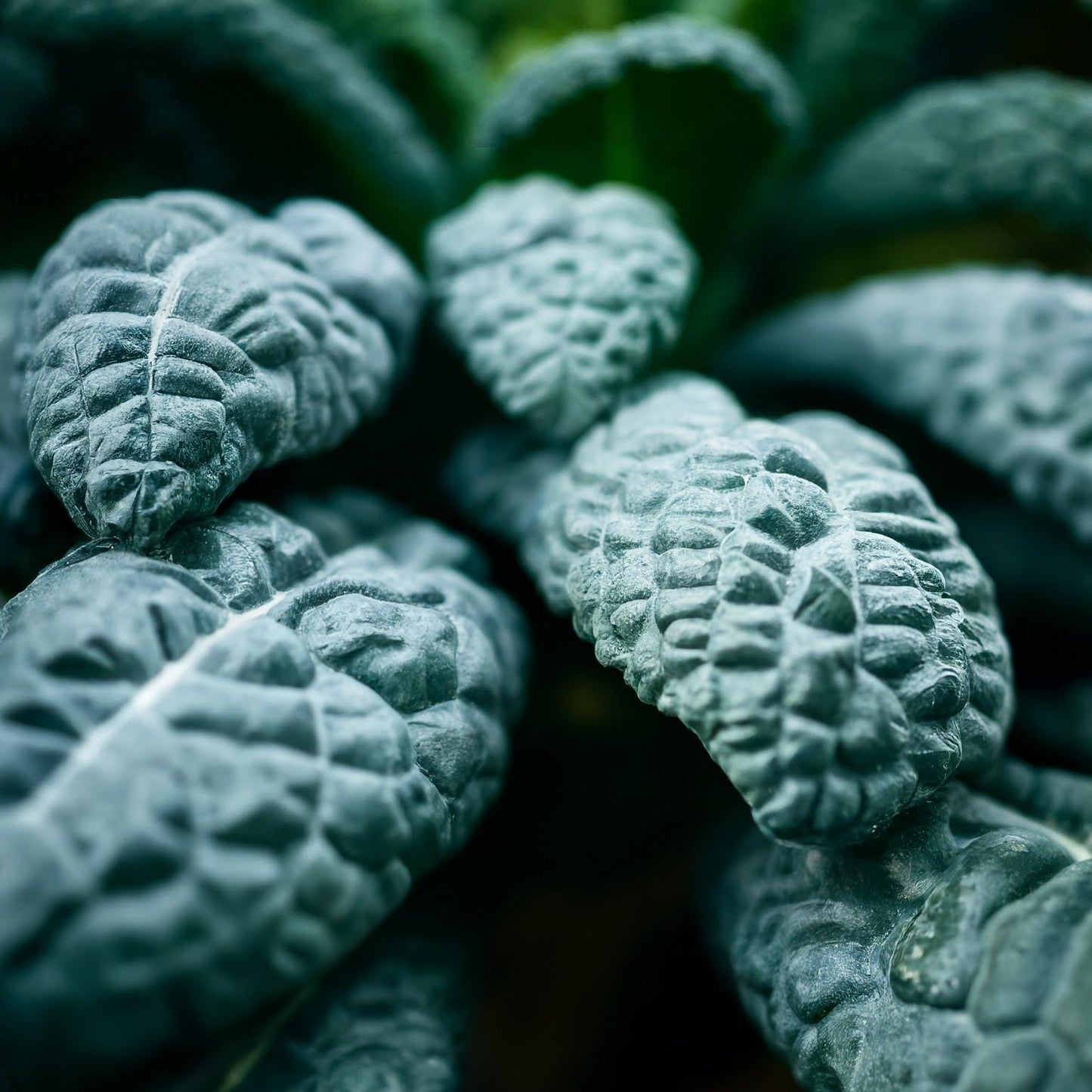 Organic Lacinato Kale Seeds, Hardy Italian Heirloom