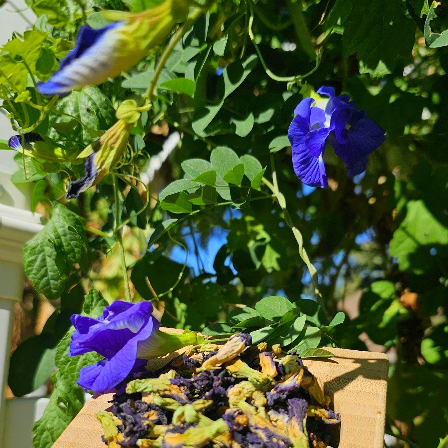 Dried Butterfly Pea Flowers | Natural Blue Herbal Tea & Food Coloring
