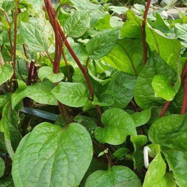 Red Malabar Spinach Seeds, Heirloom Non-GMO Mong Toi Do