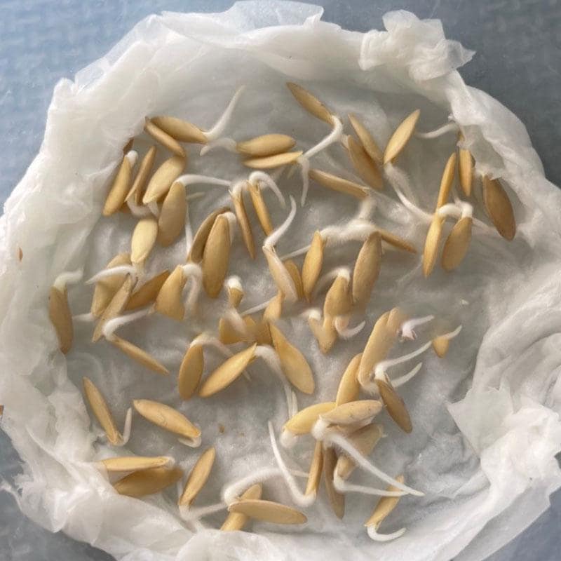 White Wonder Cucumber Seeds | Heirloom Non-GMO, Mild & Crisp