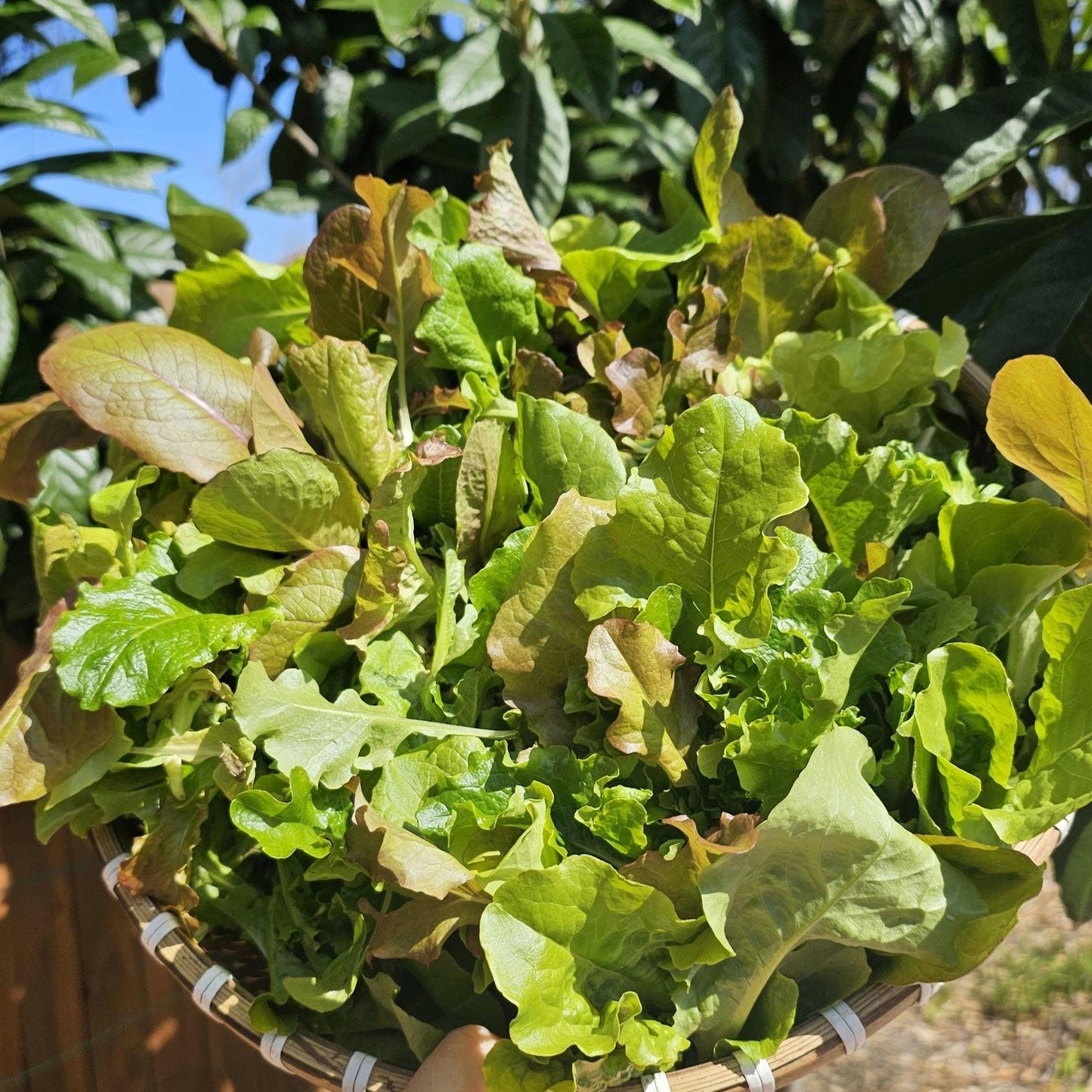 Organic Mixed Lettuce Seeds, Heirloom Non-GMO Variety