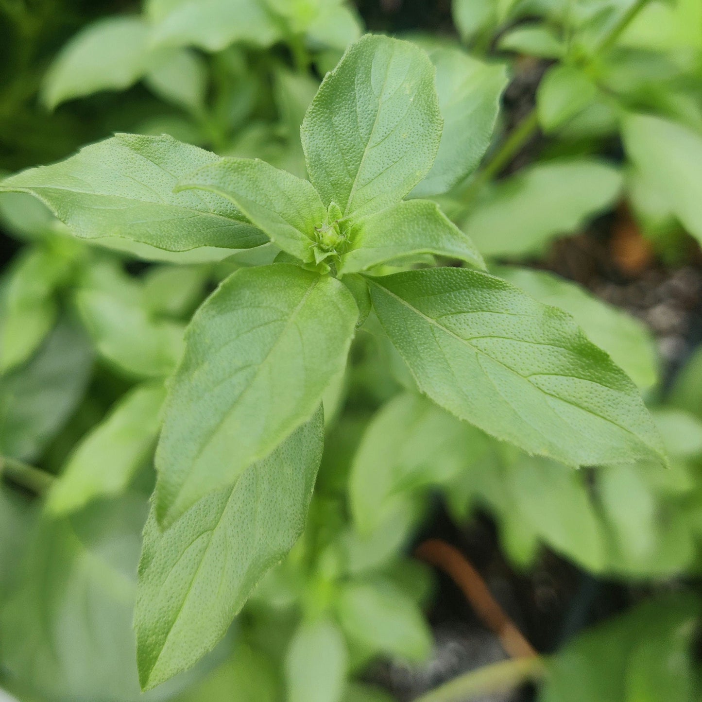 Lemon Basil Seeds, Aromatic Asian Herb