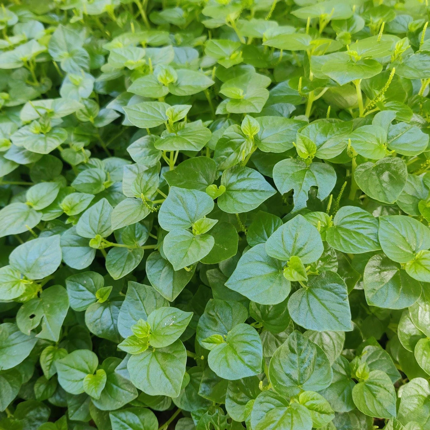 Peperomia Pellucida Seeds – Edible Clearweed Salad Herb, Easy-to-Grow