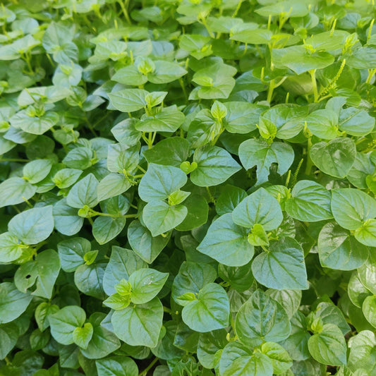 Peperomia Pellucida Seeds – Edible Clearweed Salad Herb, Easy-to-Grow