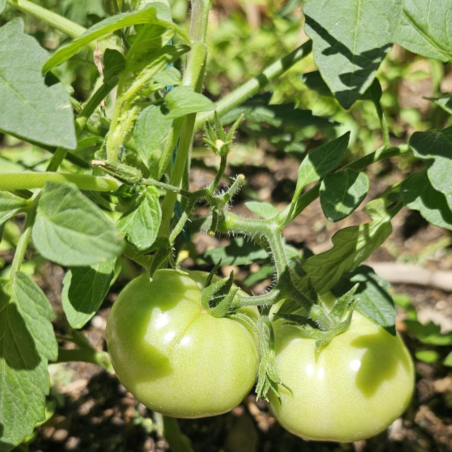 LIVE Beefsteak Tomato Plants – Healthy, Strong, Heat-Tolerant and Productive, Easy to Grow and Maintain, High Yield and Ready To Grow