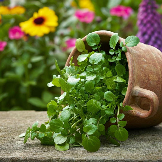 Organic Watercress Seeds, Non-GMO, Easy to Grow