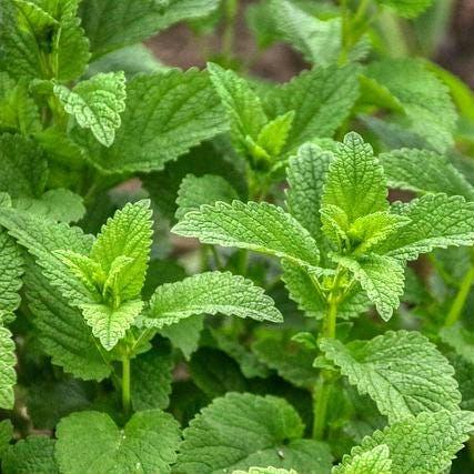 Heirloom Lemon Balm Seeds – Non-GMO, Perennial Herb