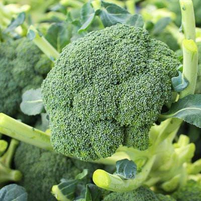 Waltham Broccoli Seeds – Heirloom, Cold-Hardy, High Yield