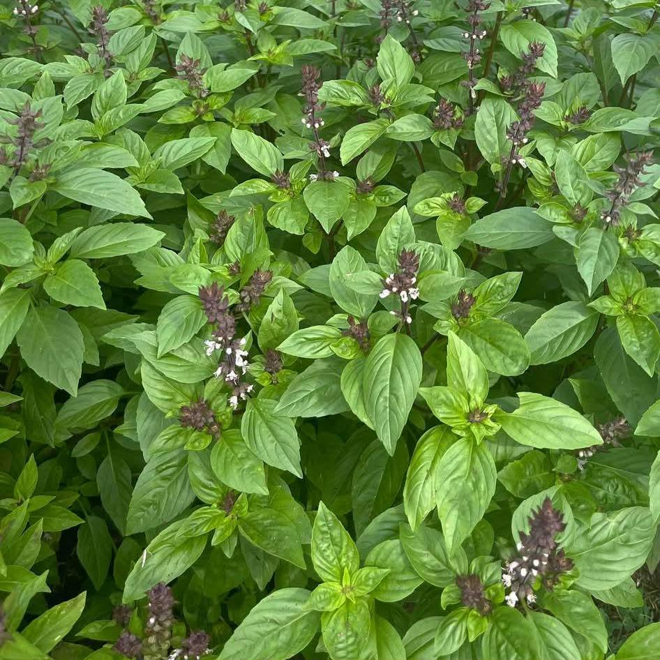 Thai Basil Seeds, Heirloom Non-GMO, Asian Herb