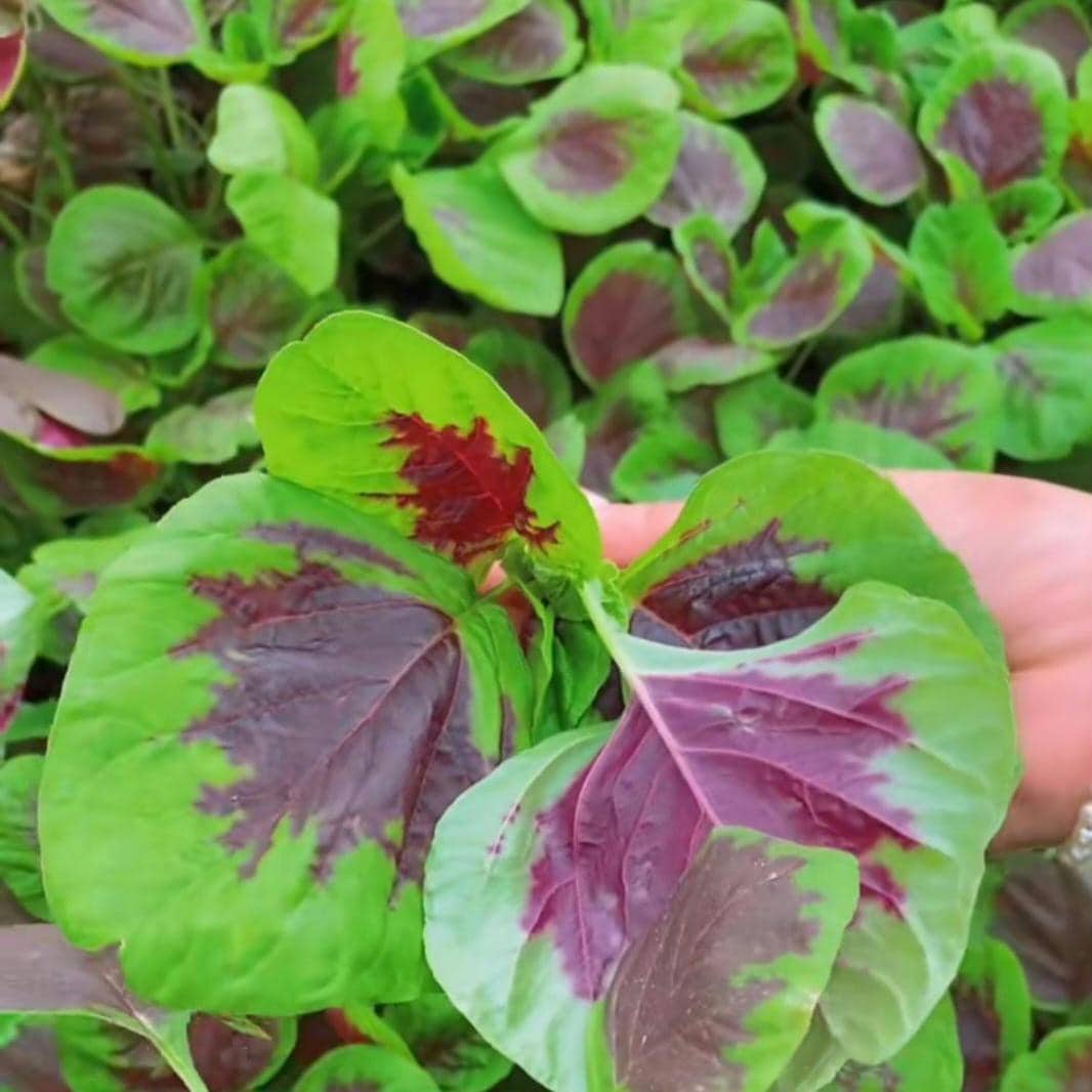 Red Stripe Leaf Amaranth Seeds – Easy to Grow, High Yield, Heirloom, Non-GMO