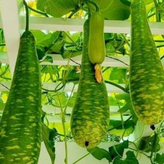 Heirloom Bottle Gourd Seeds (Opo Squash/Calabash) | Non-GMO