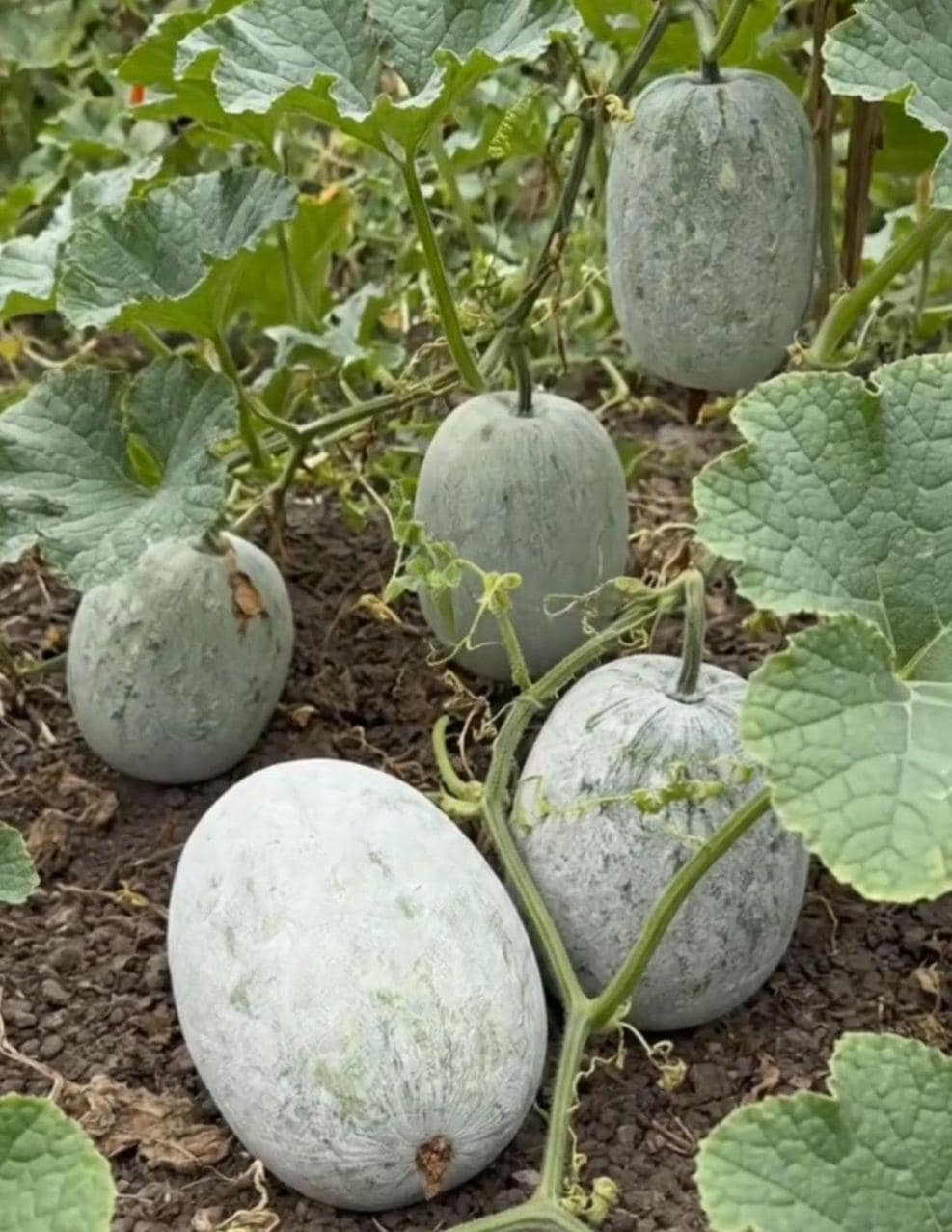 Winter Melon Seeds - Heirloom Ash Gourd for Asian Gardens