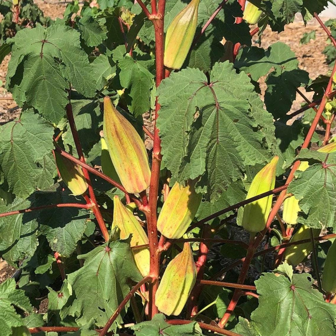 Heirloom Hill Country Red Okra Seeds, Non-GMO, Heat-Tolerant