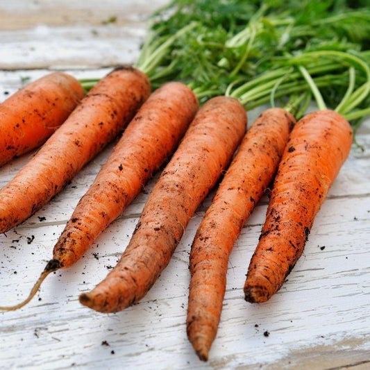 Scarlet Nantes Carrot Seeds - Heirloom, Non-GMO, High Yield