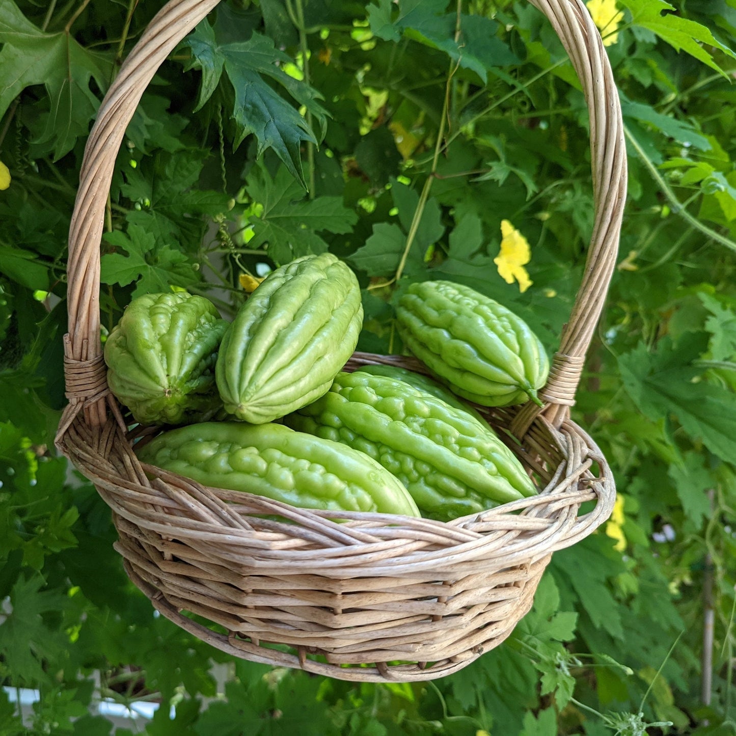 Short Bitter Melon Gourd Seeds, Non-GMO Heirloom