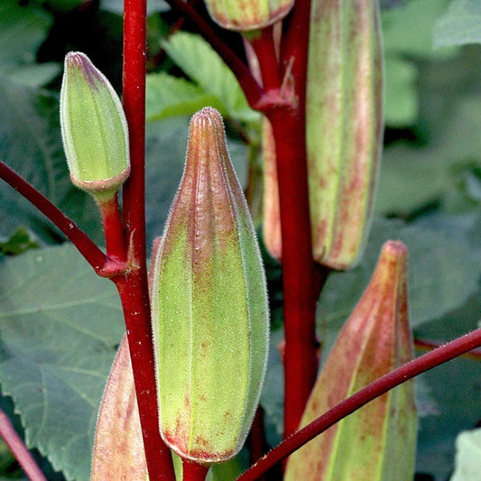 Heirloom Hill Country Red Okra Seeds, Non-GMO, Heat-Tolerant