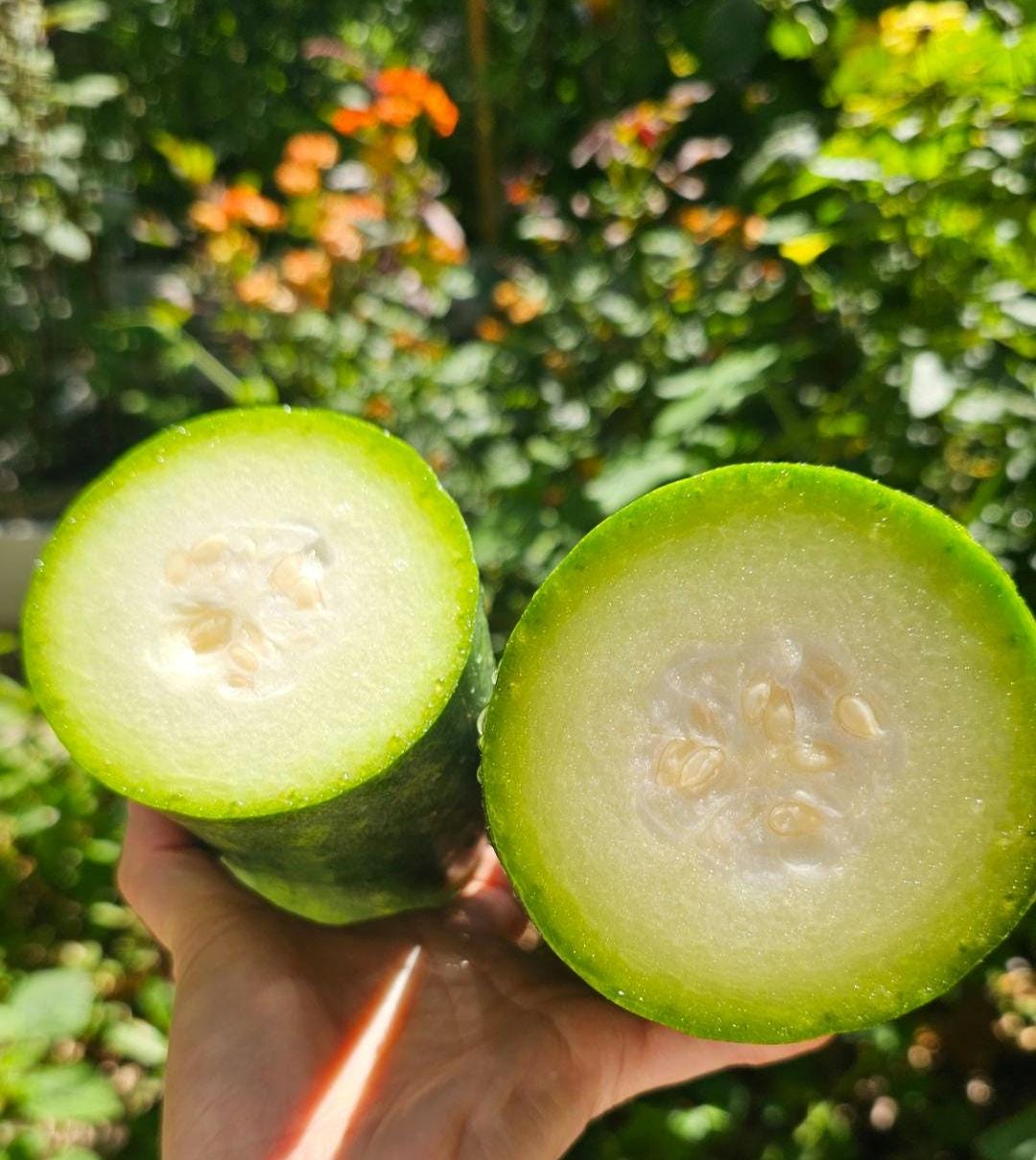 Winter Melon Seeds – Hairy Gourd, High Germination Heirloom Vegetable – Easy-to-Grow Tropical Gourd for Soups, Stews and Stir-Fries