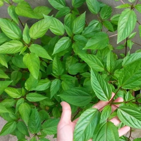 Egyptian Spinach Seeds, Heirloom Non-GMO Molokhia Red Jute