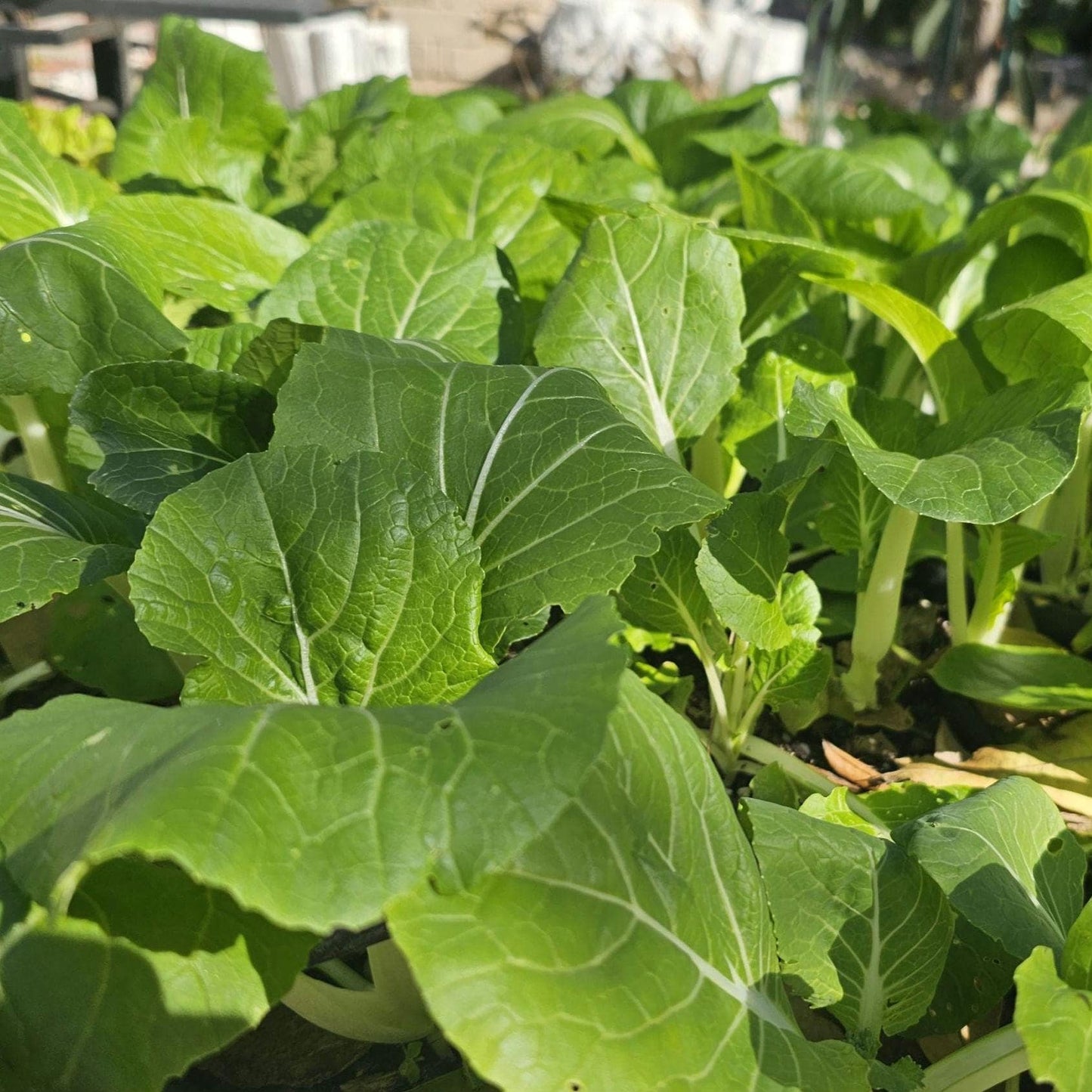 White Stem Pak Choi Seeds, Heirloom Bok Choy, Fast Growing Greens