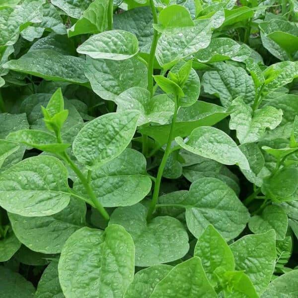 Heirloom Green Malabar Spinach Seeds, Non-GMO, Farm-Fresh