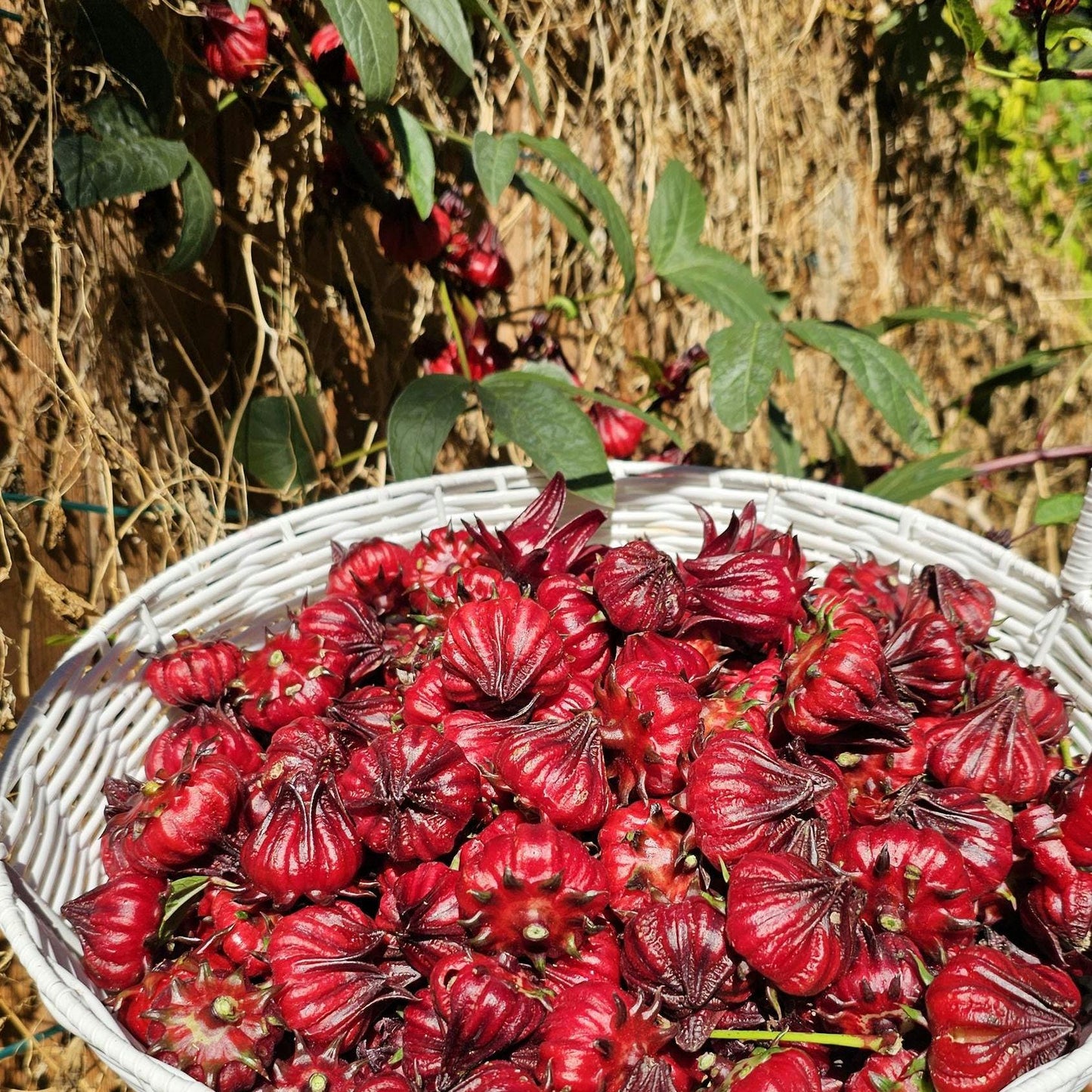 Roselle Hibiscus Seeds | Organic Tropical Tea Plant | Crimson Blooms | Grow Hibiscus Sabdariffa for Herbal Tea & Natural Dye | Non-GMO Seeds