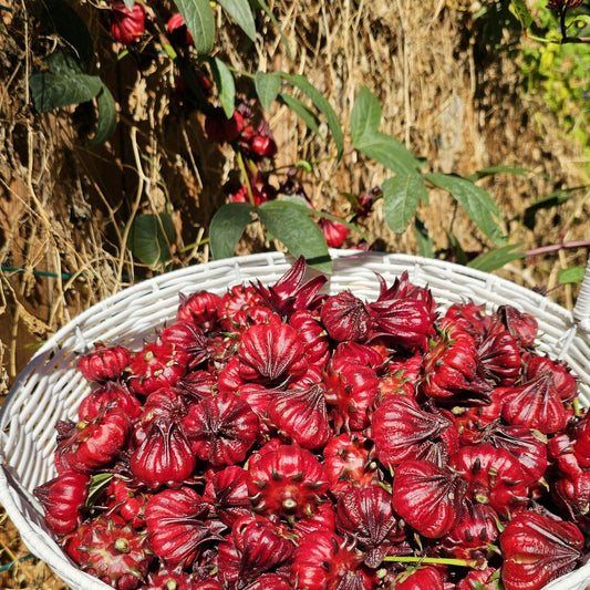 Roselle Hibiscus Seeds | Organic Tropical Tea Plant | Crimson Blooms | Grow Hibiscus Sabdariffa for Herbal Tea & Natural Dye | Non-GMO Seeds
