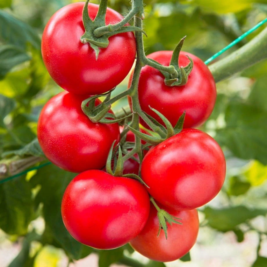 Large Red Cherry Tomato Seeds – Heirloom, High-Yield