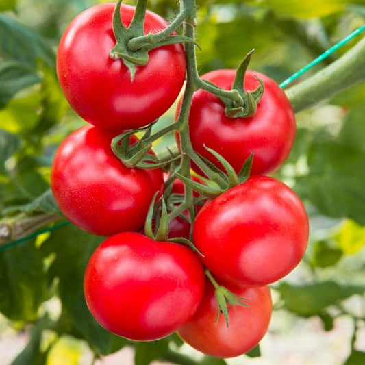 Large Red Cherry Tomato Seeds – Heirloom, High-Yield