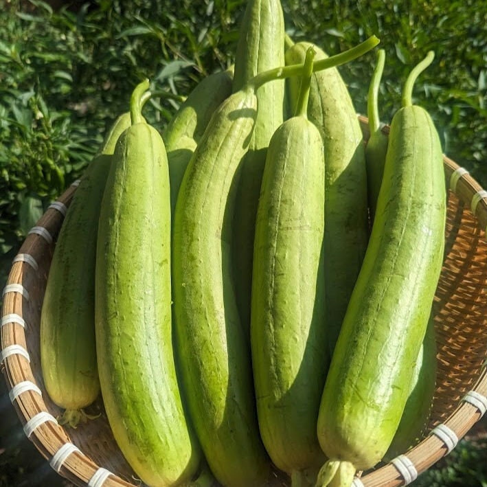 Smooth Luffa Gourd seeds - Vietnam Muop Huong, Vegetable Sponge Seeds