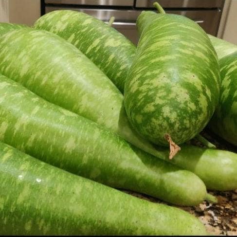 Bottle Gourd Seeds – Heirloom, Non-GMO, High Yield, Easy to Grow, High Yield Gourd Seeds, Healthy Low-Calorie Gourd, Calabash, Opo Squash