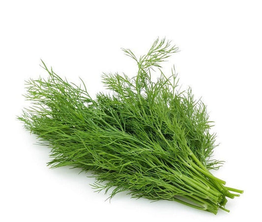 Organic Dill Herb Seeds – Homegrown Flavor, Fast Growth