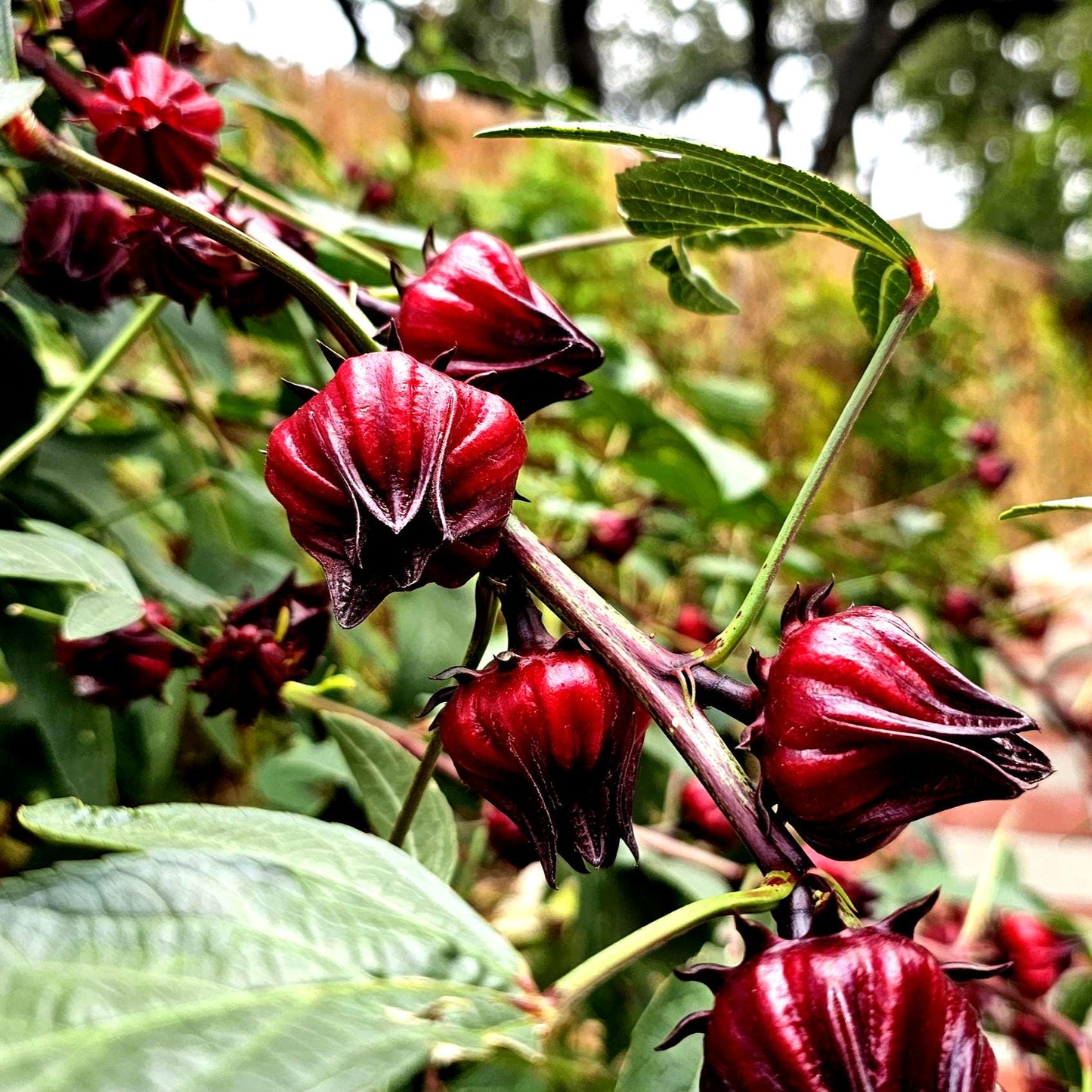 Roselle Hibiscus Seeds | Organic Tropical Tea Plant | Crimson Blooms | Grow Hibiscus Sabdariffa for Herbal Tea & Natural Dye | Non-GMO Seeds