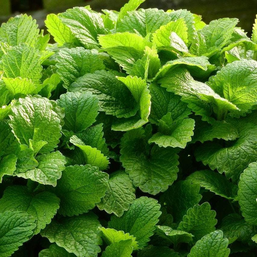 Heirloom Lemon Balm Seeds – Non-GMO, Perennial Herb