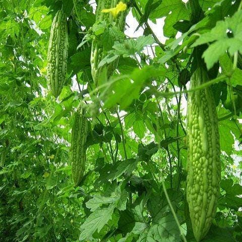 Long Bitter Melon Gourd Seeds, Mướp Đắng, Bitter Gourd, Bitter Squash, Kugua, Bitter Cucumber Non-GMO Bitter Melon, Heirloom Bitter Melon
