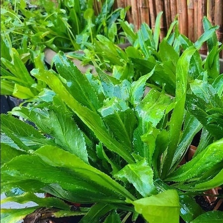 Vietnamese Culantro Seeds (Ngo Gai) – Non-GMO, Bold Flavor Herb