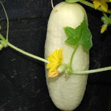 White Wonder Cucumber Seeds | Heirloom Non-GMO, Mild & Crisp