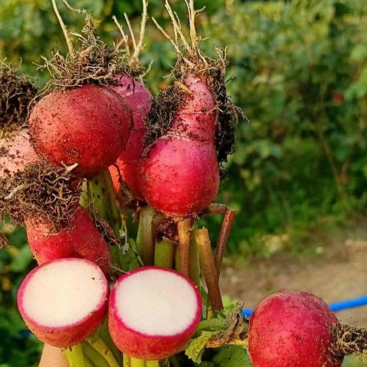 Purple Plum Radish Seeds, Fast Growing Salad Vegetable