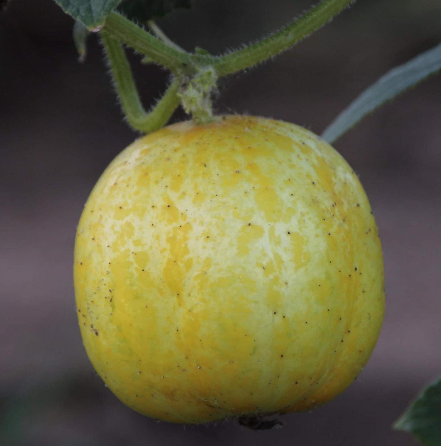 Lemon Cucumber Seeds – Heirloom, Non-GMO, Rare Variety
