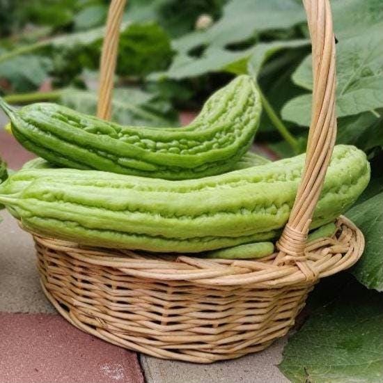Long Bitter Melon Gourd Seeds, Mướp Đắng, Bitter Gourd, Bitter Squash, Kugua, Bitter Cucumber Non-GMO Bitter Melon, Heirloom Bitter Melon