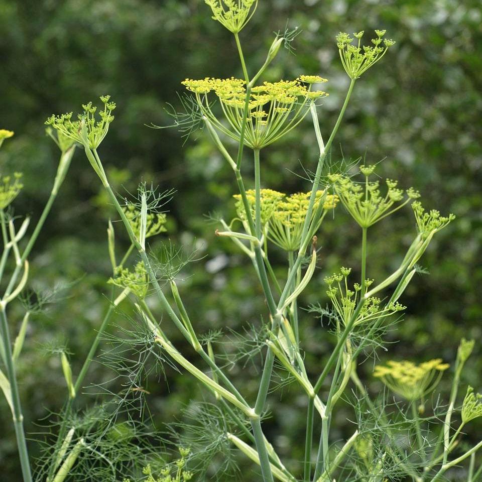 Heirloom Fennel Seeds – Aromatic Herb, Culinary and Medicinal