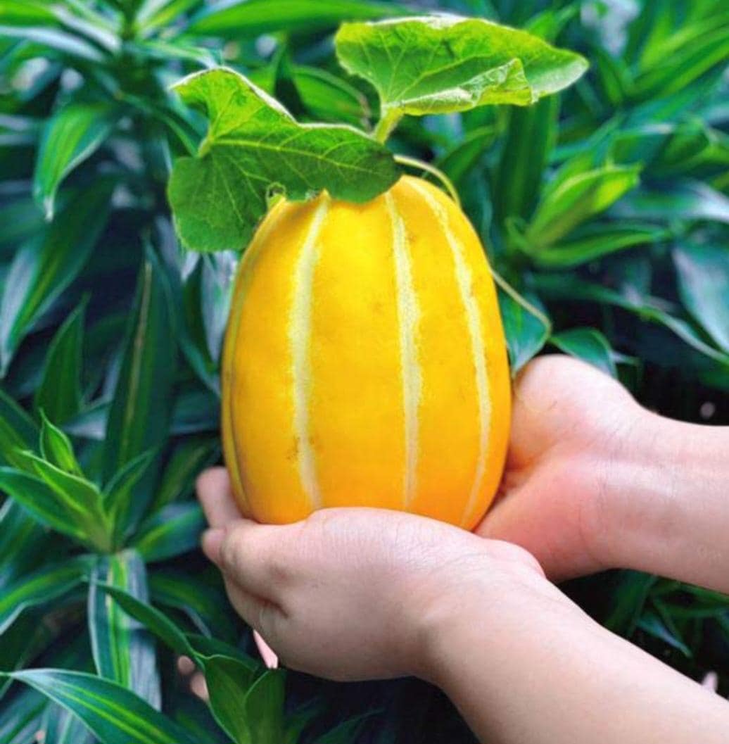 Heirloom Korean Melon Seeds, Chamoe, Edible Skin