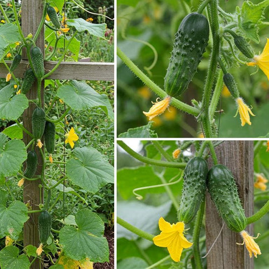 Boston Pickling Cucumber Seeds | High Yield, Heirloom, Non-GMO | Vegetable Garden Seed Packet