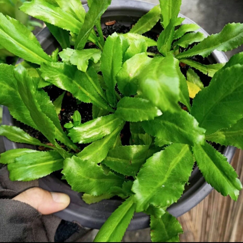Vietnamese Culantro Seeds (Ngo Gai) – Non-GMO, Bold Flavor Herb