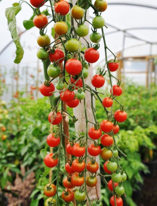 LIVE Tomato Super Sweet 100 Plants – Healthy, Strong, Heat-Tolerant and Productive, Easy to Grow and Maintain, High Yield and Ready To Grow